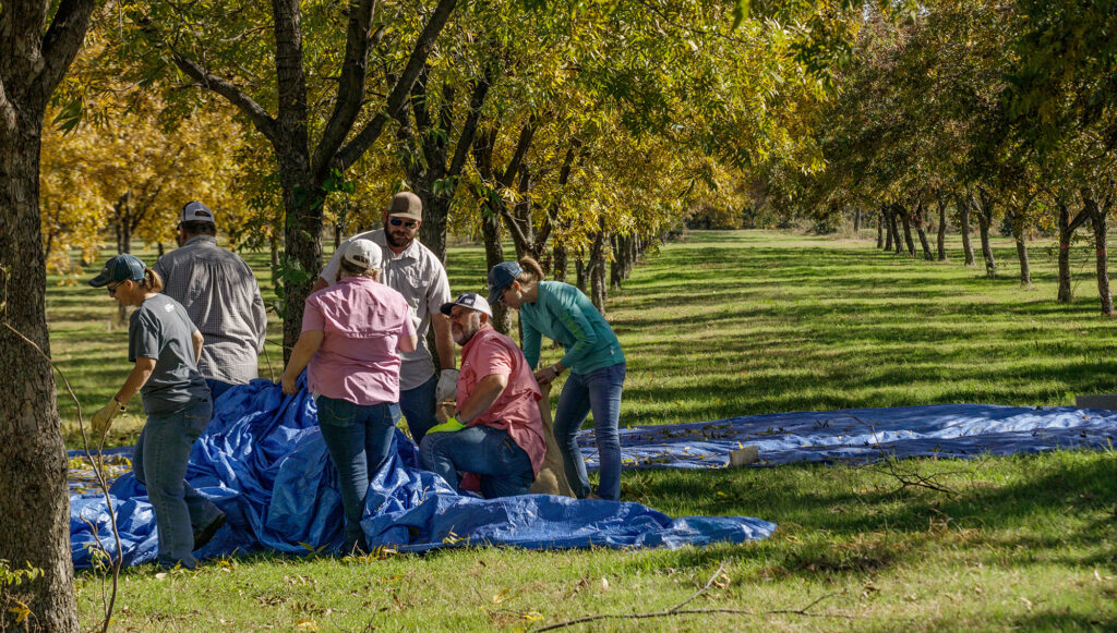 pecan harvest
