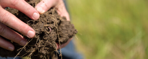 Big digger: The mighty earthworm thumb
