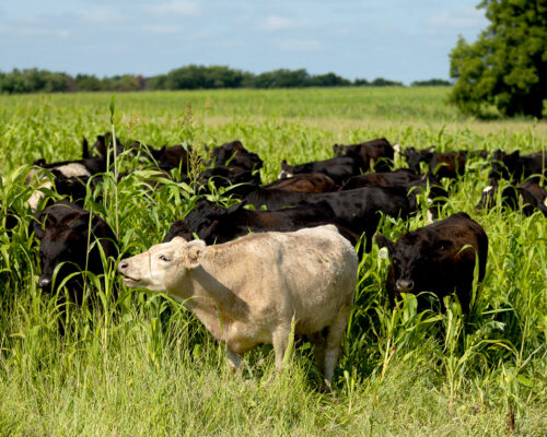 Noble Research Institute thumb
