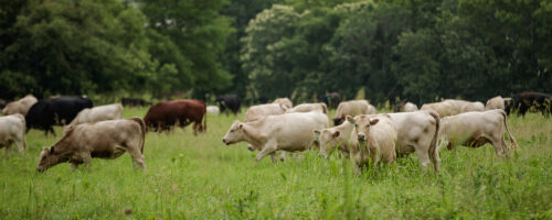 Noble Research Institute Announces New Educational Partnership Promoting Grazing Land Conservation to Oklahoma Farmers and Ranchers  thumb