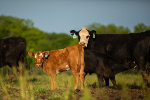Choosing Nature’s Calving Season thumb