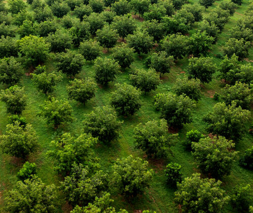 Noble Research Institute thumb