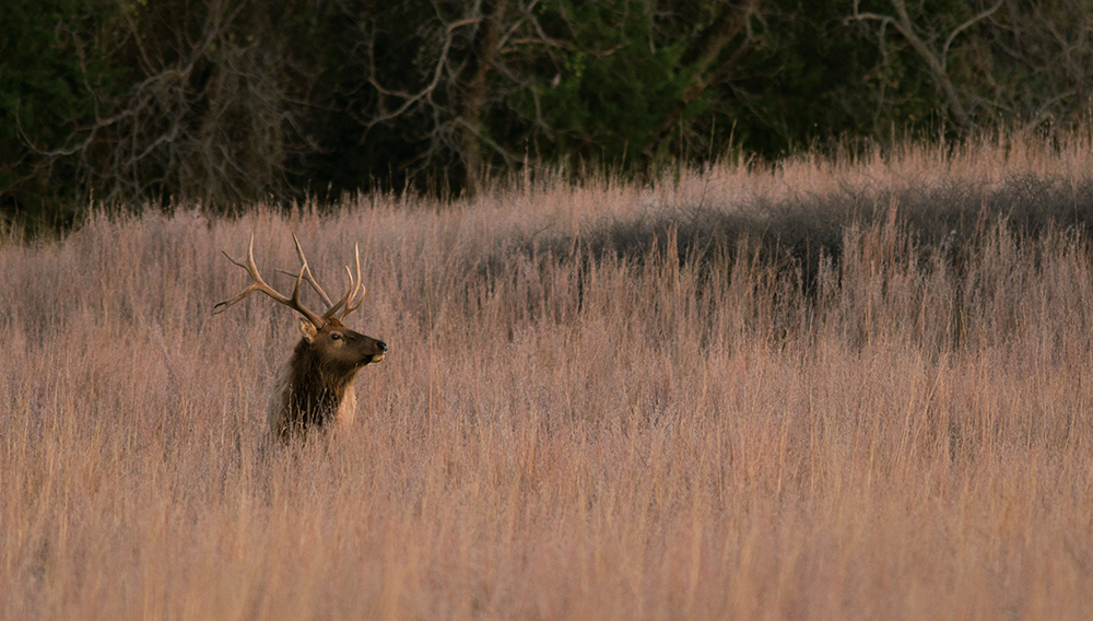 elk photographed at the Wichita Mountains