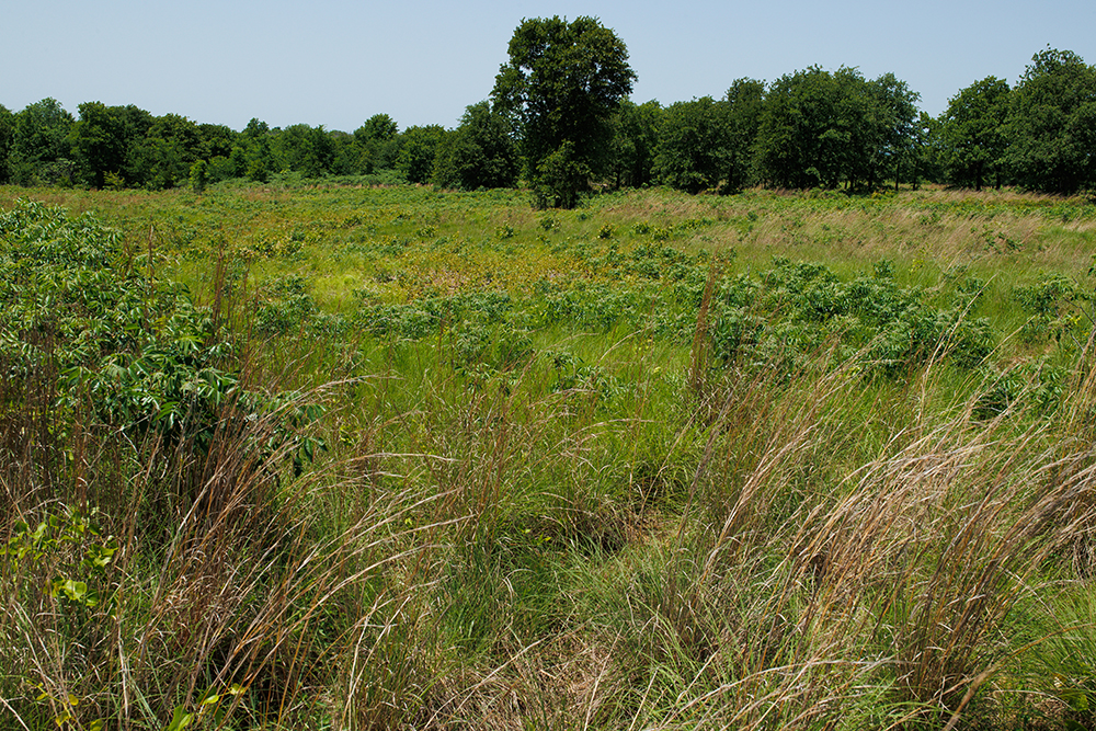 oswalt ranch pasture