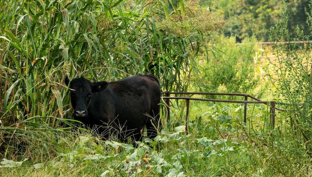 steer grazes on cover crop