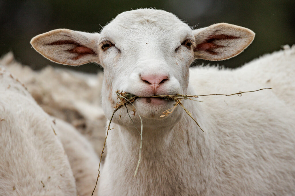 lamb graze alfalfa