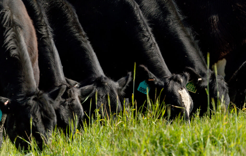 cows grazing in field