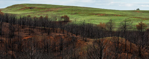 How to Help Your Ranch and Pastures Recover After a Wildfire thumb