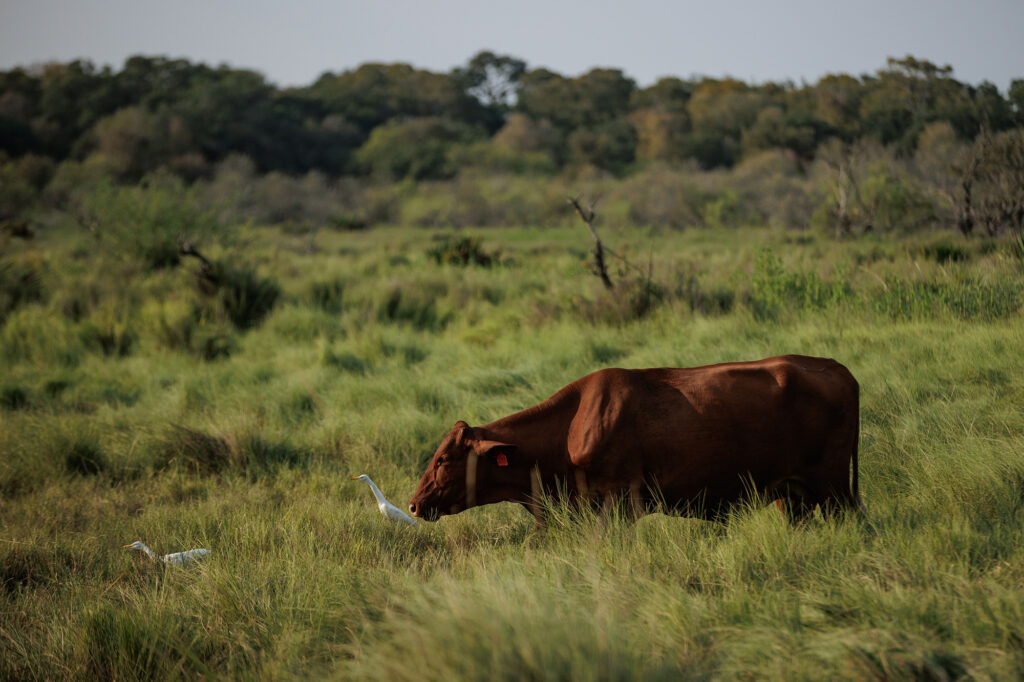 cow and snowy egret graze in harmony