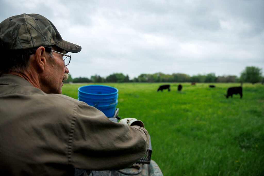 rancher moves cattle to fresh forage
