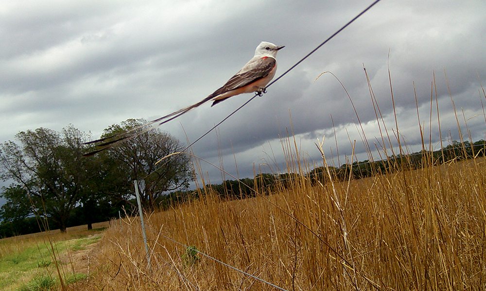 scissor-tailed flycatcher on a polywire fence