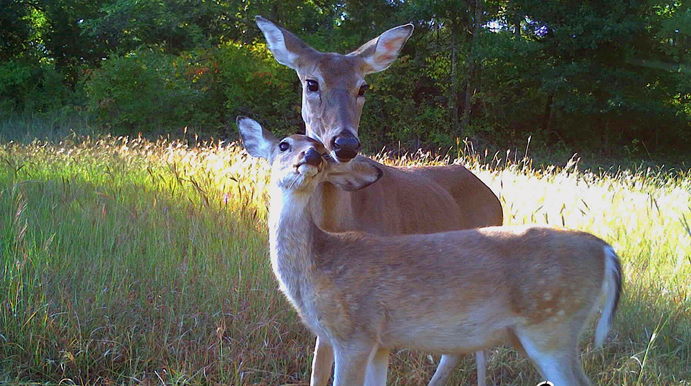 white-tailed deer doe and fawn on a trail camera