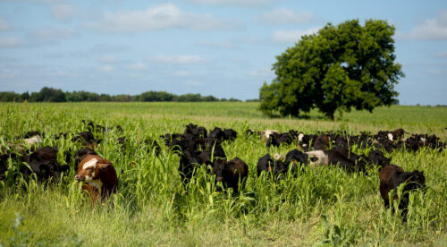 Noble Research Institute Expands Educational Footprint with First California Class Scheduled for February 2025  thumb