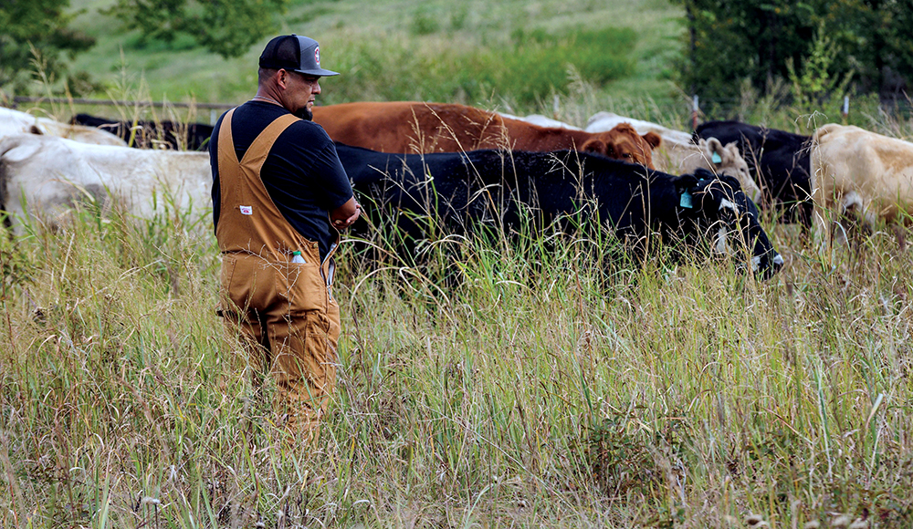 rancher in field observing cattle