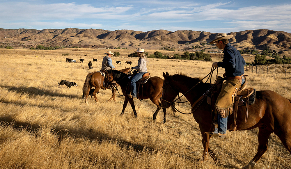 ranchers on horses in pasture