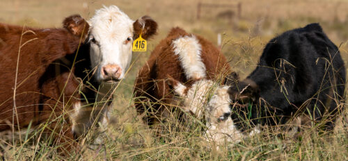 Rebuilding Regeneratively thumb