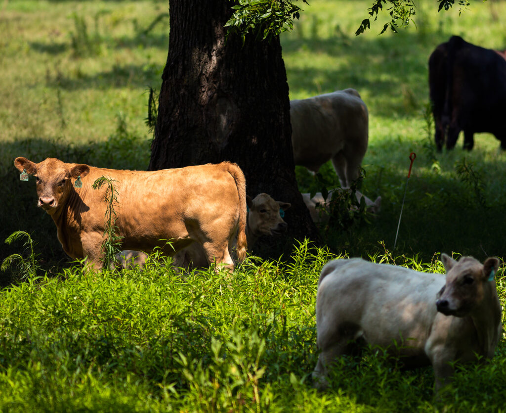 Cows gather in the shade of pecan trees