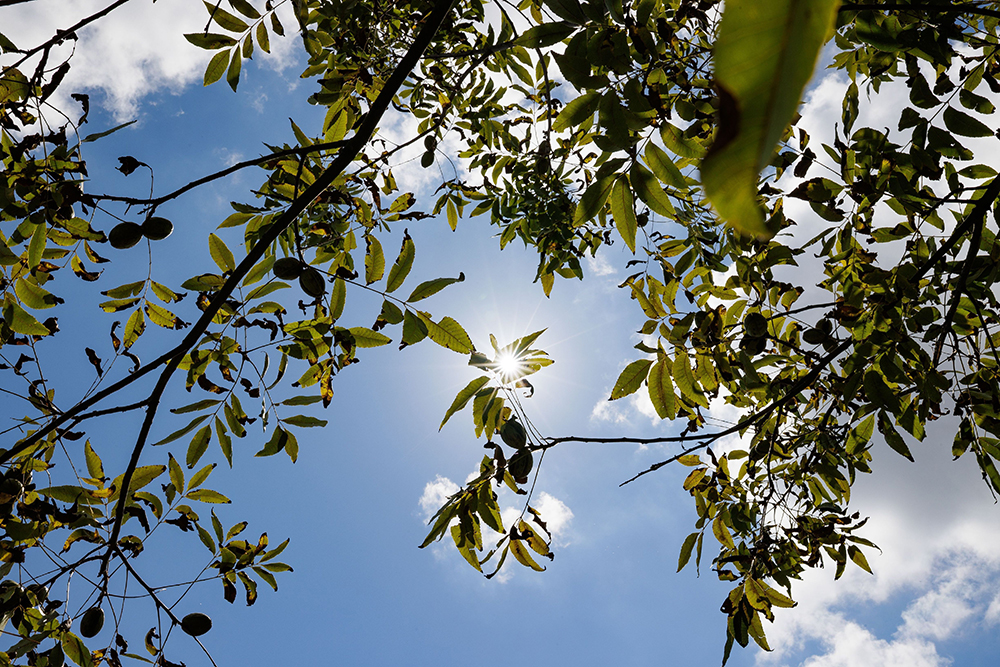 pecan tree branches in the sun