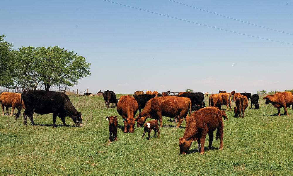 cattle grazing in field