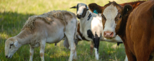 How to Set Up Your Ranch to Diversify Species and Income thumb