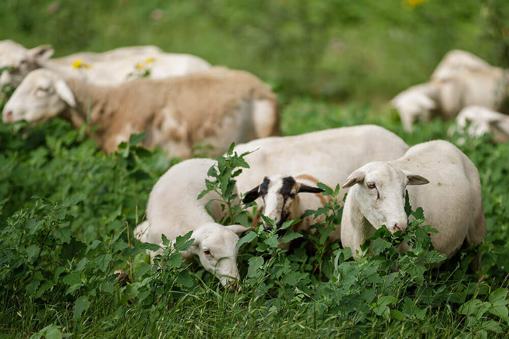 Sheep grazing on broadleaf plants