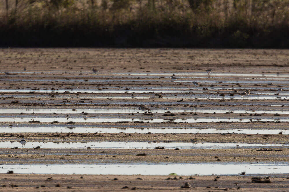 Wading birds walk through rainwater that remains above ground on tilled parcels of land