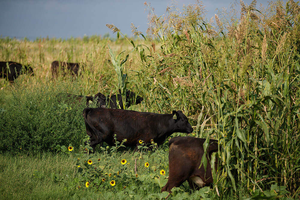 Cattle grazing cover crops