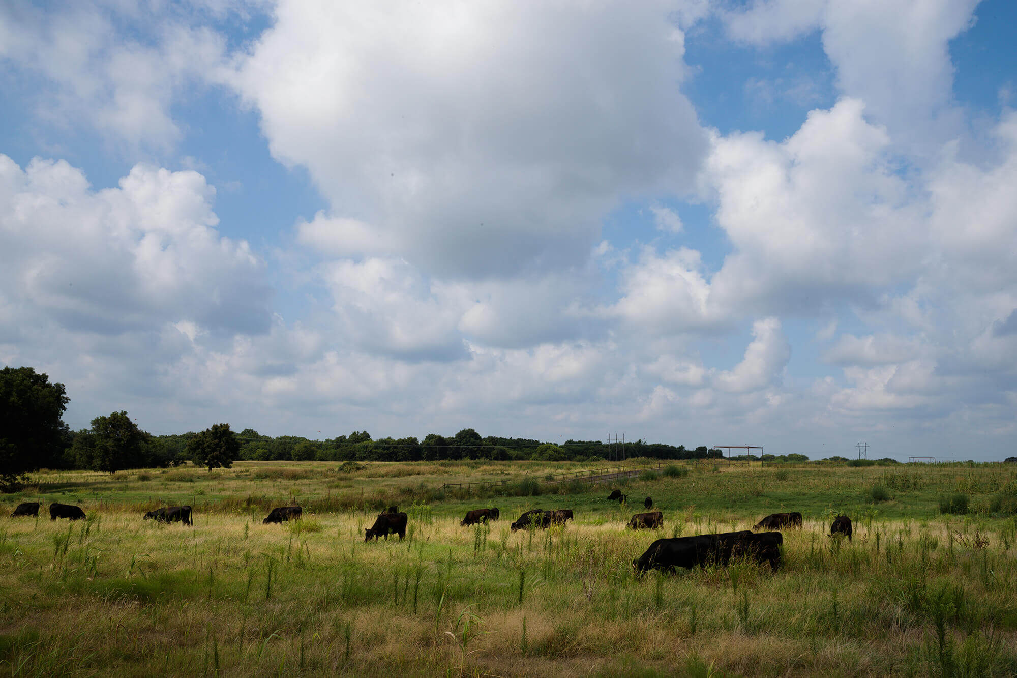 Steers grazing cover crops