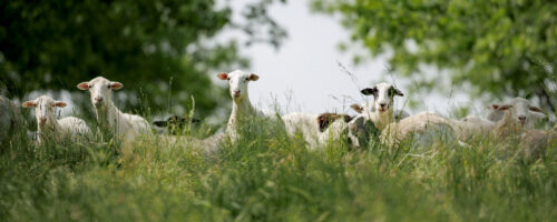 Taking Regeneration Further: Advanced Practices That Pay Off Long-Term thumb