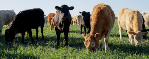 Three low-risk practices to cut costs without sacrificing tradition thumb