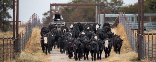 Top 12 Things to Consider Before Building a Cattle Handling Facility thumb