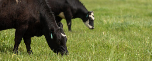 Understand These 8 Grazing Metrics to Make Better Decisions on the Ranch thumb