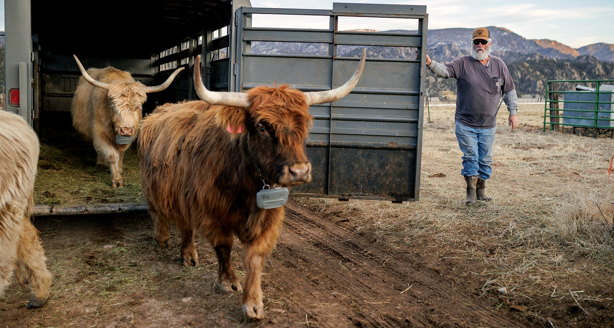 Is Virtual Fencing Right for Your Ranch?