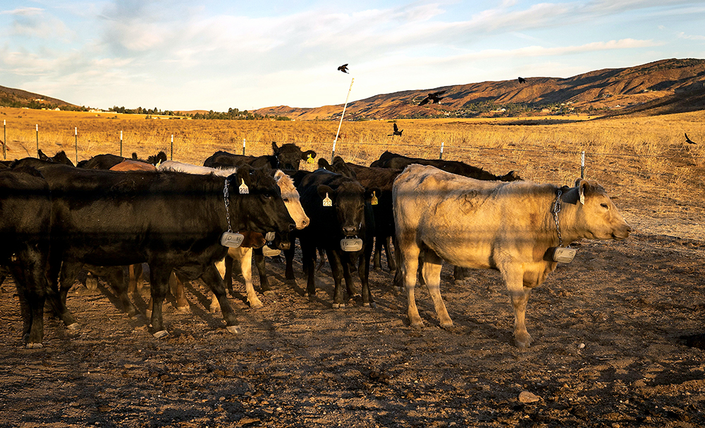 herd in pasture