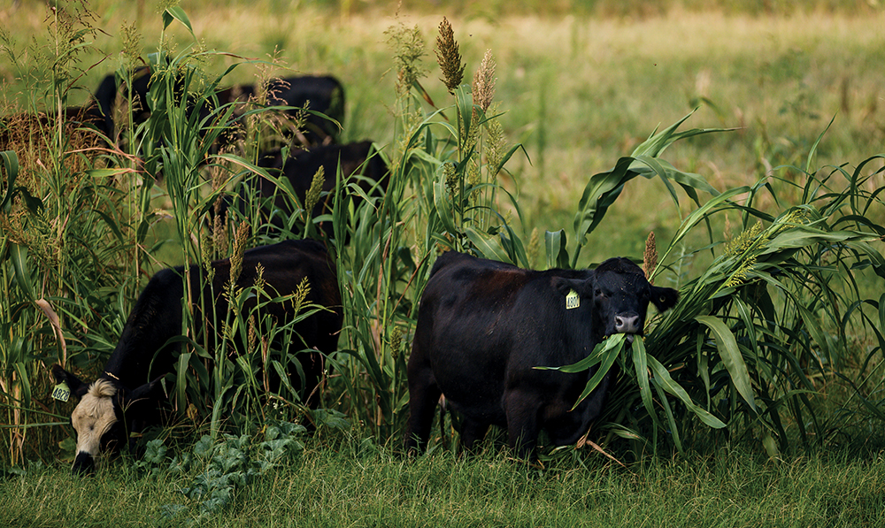 steers graze on cover crops