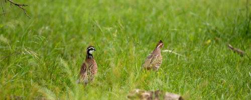 Wildlife Watch: Abundant Ground-nesting Birds Sign of Healthy Grasslands thumb