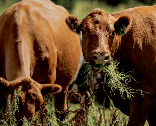 Noble Research Institute thumb